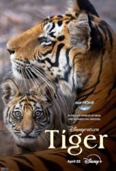 tiger-2024.jpg